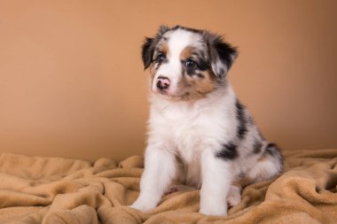 Kırmızı Merle Avustralya çoban köpeği, altı haftalık.