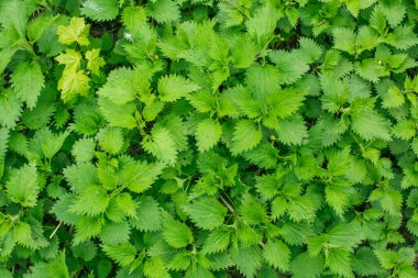 Yeşil taze ısırgan otu arka planı veya dokusu