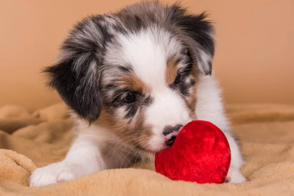 Red Merle Australian Shepherd puppy with red heart — Stock Photo, Image