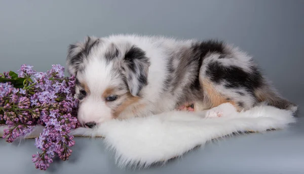 Red Merle Australian Shepherd puppy lilac flowers