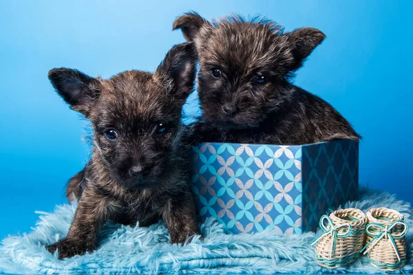 Two Cairn Terrier puppies dogs kissing each other