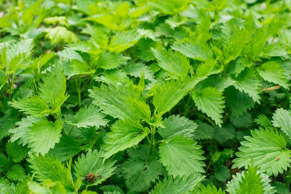 Verde fresco ortica fondo o consistenza — Foto Stock