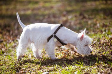 Dog and tick vaccination. White Terrier in forest clipart