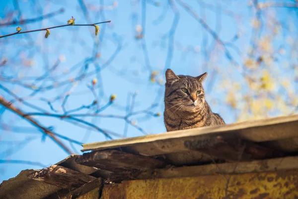 Tabby cat is sitting on the roof in the sun day — Stock Photo, Image