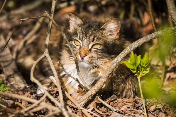 Табби-кот в парке смотрел на птиц, летящих вверх — стоковое фото
