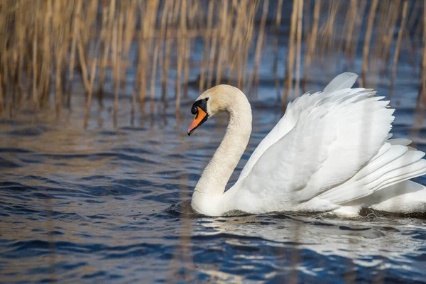 Cigno bianco che nuota sul lago in primavera — Foto Stock