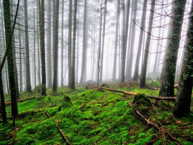 Gizemli Karpat sisli ormanı gizemli bir atmosfer. Yaz orman puslu sabah memnun oldum. Vahşi doğa. Ağaçlar, renkli yeşil yaprakları ve gri sis ile güzel arazi.