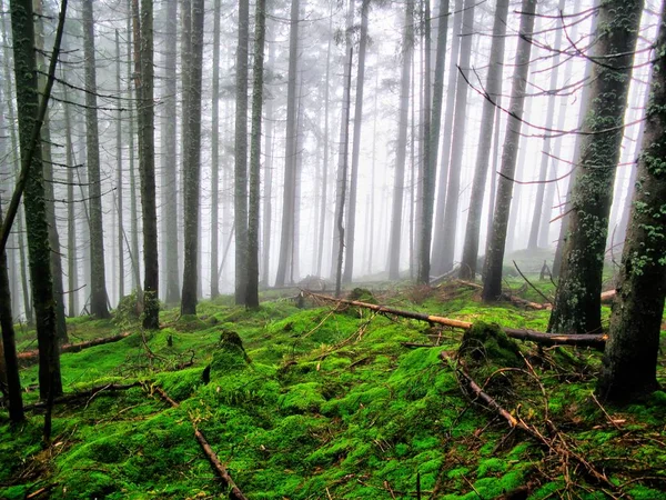 Mysteriöse Karpaten Nebligen Wald Mit Einer Geheimnisvollen Atmosphäre Verzauberter Sommerwald — Stockfoto