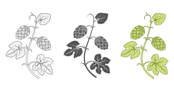 Hops plant decoration elements — Stock Vector