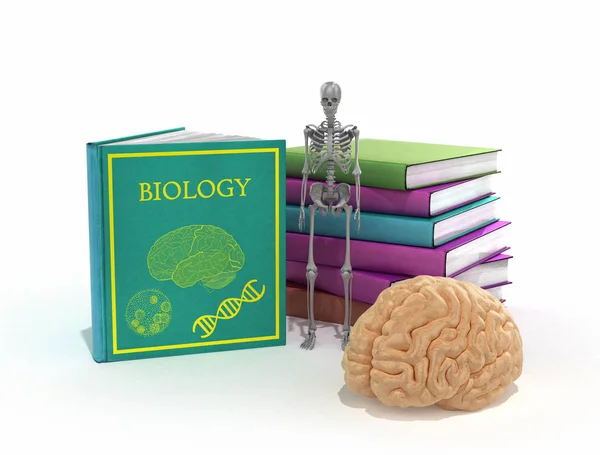 Books on biology lie in a pile next to them and the skeleton and — Stock Photo, Image