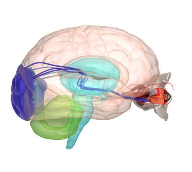 Göz anatomisi ve yapısı, kaslar, sinirler ve kan damarları 