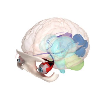 Göz anatomisi ve yapısı, kaslar, sinirler ve kan damarları 