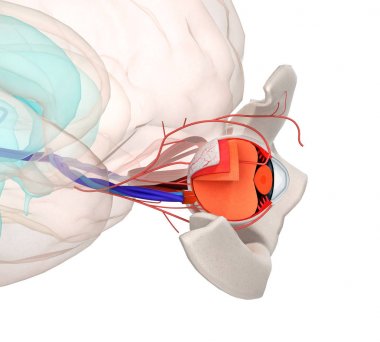 Göz anatomisi ve yapısı, kaslar, sinirler ve kan damarları 