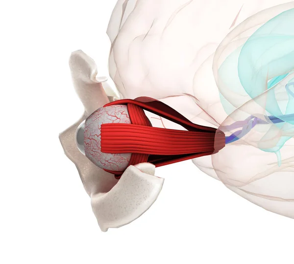 Μάτι ανατομία και δομή, μύες, νεύρα και τα αιμοφόρα αγγεία του — Φωτογραφία Αρχείου