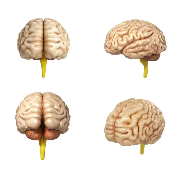 Συλλογή από ιατρικά ακριβή απεικόνιση του εγκεφάλου 3d re — Φωτογραφία Αρχείου