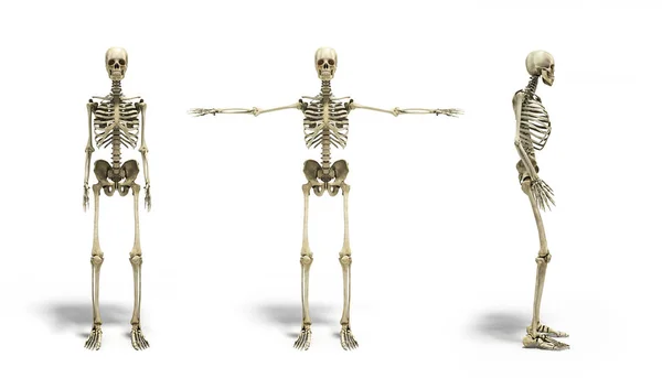 Sammlung medizinisch genauer 3D-Illustrationen des menschlichen Skeletts — Stockfoto