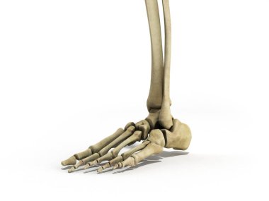 ayak ligament 3d render üzerinde tıbbi doğru çizimi
