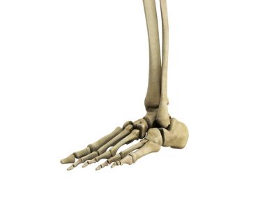 tıbbi doğru şekilde ayak ligament 3d render yok