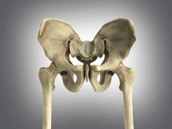 3D rendering medical illustration of the pelvis bone on grey — Stock Photo, Image