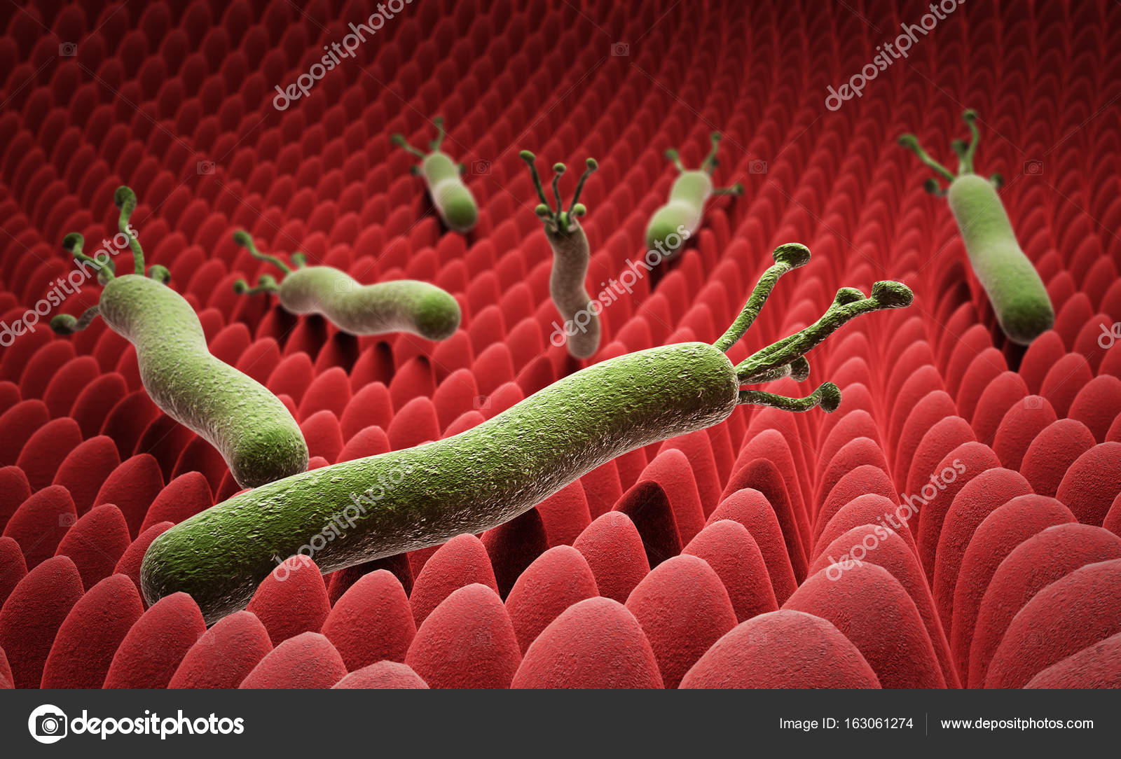 Helicobacter pylori on the surface of the stomach 3d render on w