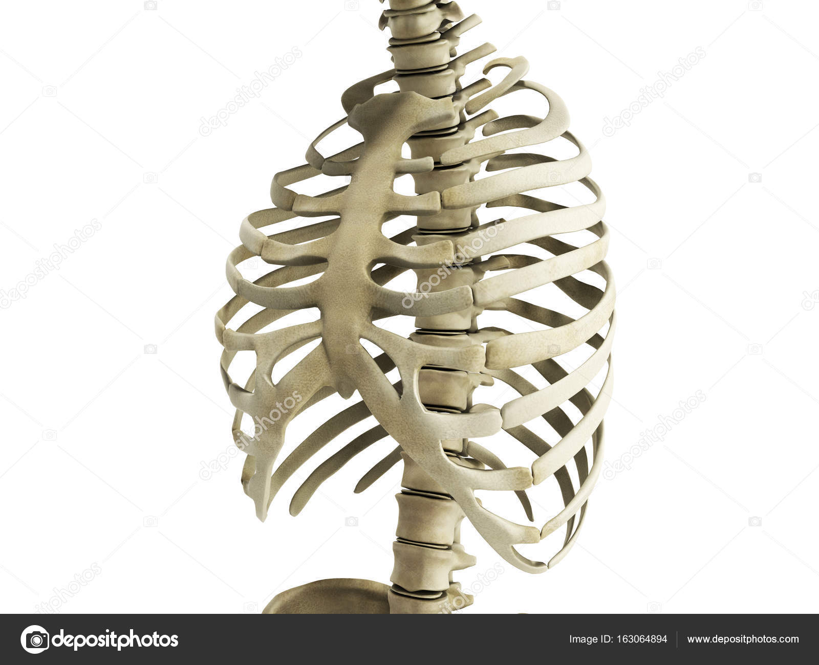 Uman Skeleton Ribs with vertebral column Anatomy Anterior view 3 ...