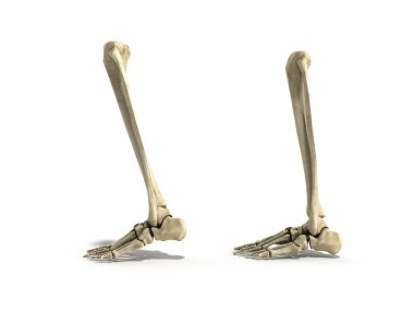 alt bacak tıbbi doğru çizimi 3d render bones