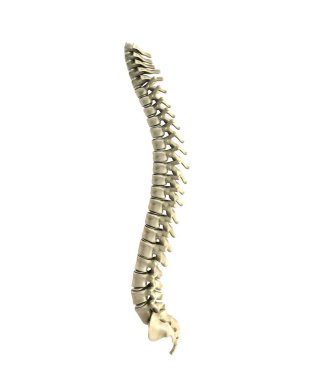human spine 3d render on white background clipart