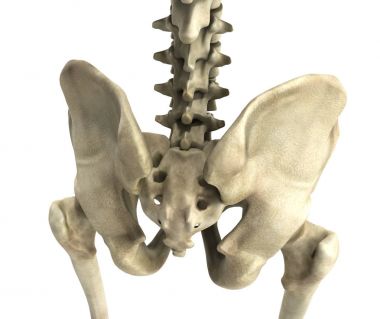 Leğen kemiğin 3D işleme tıbbi illüstrasyon