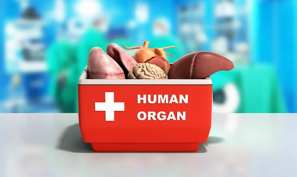 Organtransport-Konzept öffnen menschliches Organ Kühlbox r — Stockfoto