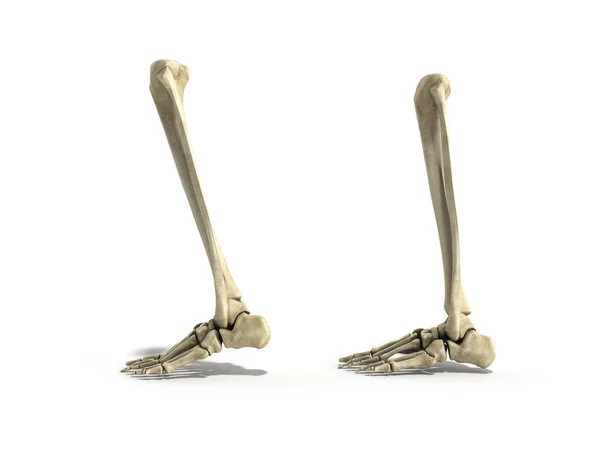 Orvosi pontos ábra az alsó lábszár-csontok 3d render — Stock Fotó