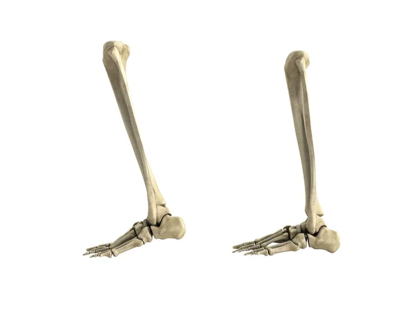 Ilustración precisa médica de los huesos de la parte inferior de la pierna 3d render n — Foto de Stock