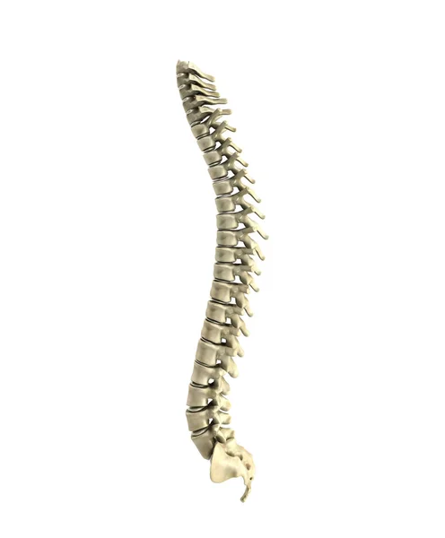 Human spine 3d render on white background — Stock Photo, Image