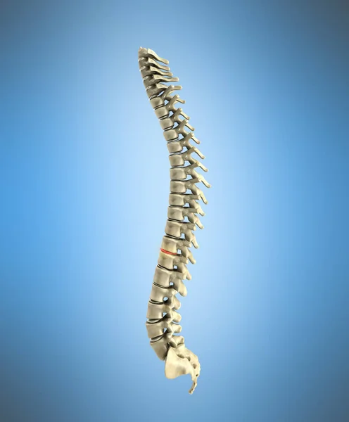 human spine 3d render on blue background