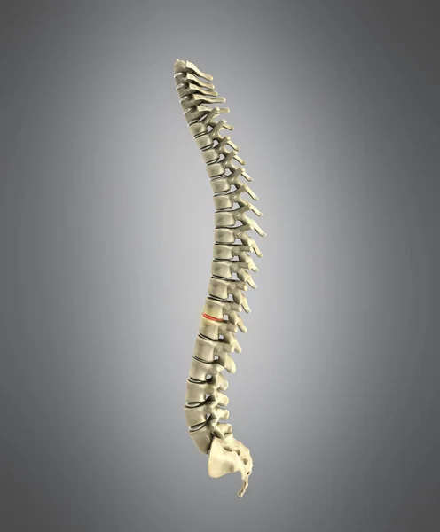 Rendering della colonna vertebrale umana 3d su sfondo grigio — Foto Stock