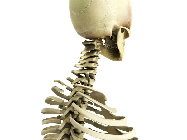 Medizinisch korrekte 3D-Darstellung des Skelettsystems — Stockfoto
