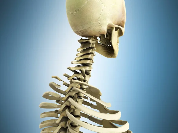 Medisch nauwkeurige 3D-illustratie van het skelet het ce — Stockfoto