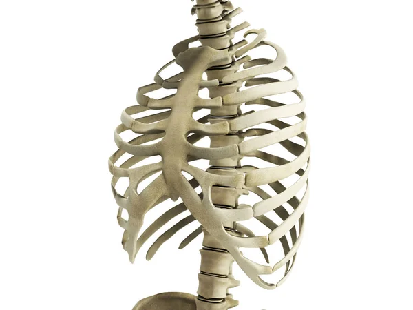 Uman Scheletro Costole con colonna vertebrale Anatomia Vista frontale 3 — Foto Stock
