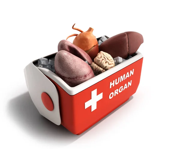 Organtransport-Konzept öffnen menschliches Organ Kühlbox r — Stockfoto