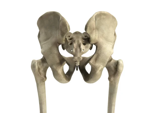 Rendering 3D illustrazione medica dell'osso pelvico — Foto Stock