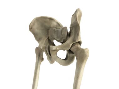 Beyaz leğen kemiği 3D işleme tıbbi çizimi