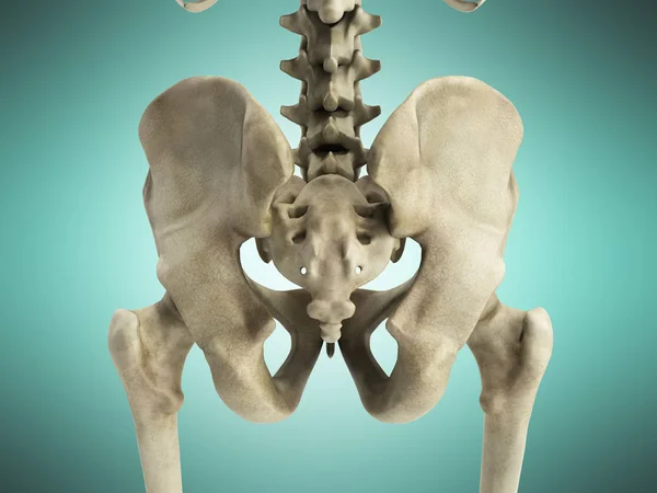 3D rendering medical illustration of the pelvis bone on green — Stock Photo, Image