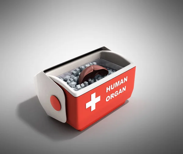 Orgel transport konceptet öppen mänskliga organ kylskåp box r — Stockfoto