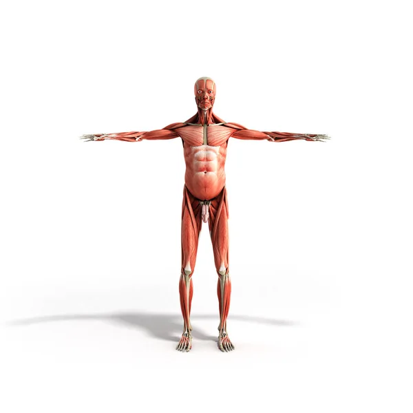 Anatomia muscolare umana rendering 3d sul fronte bianco — Foto Stock