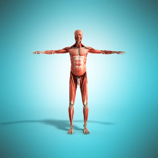 Anatomia mięśni człowieka 3d renderowania na blue przód — Zdjęcie stockowe