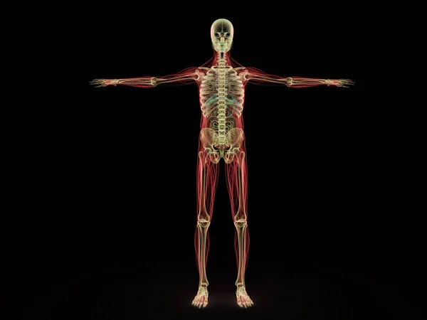 Anatomia człowieka x ray renderowania 3d na czarny — Zdjęcie stockowe