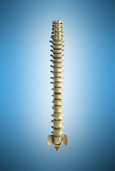 Human spine 3d render on blue gradient background — Stock Photo, Image