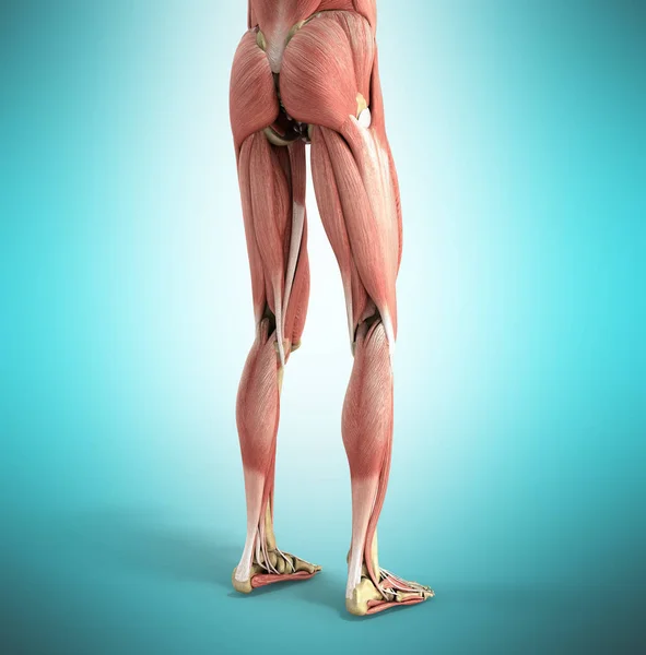 Lékařské věrné zobrazení 3d vykreslení svalů nohou na bl — Stock fotografie