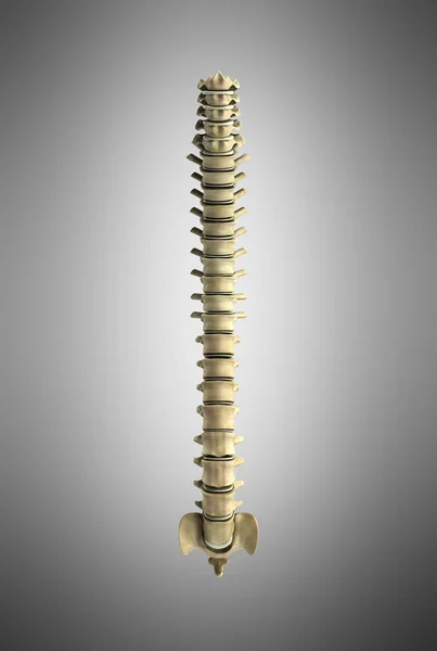 Human spine 3d render on grey gradient background — Stock Photo, Image