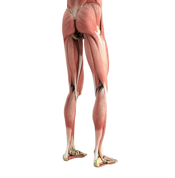 Lékařské věrné zobrazení 3d vykreslení svalů nohou na wh — Stock fotografie