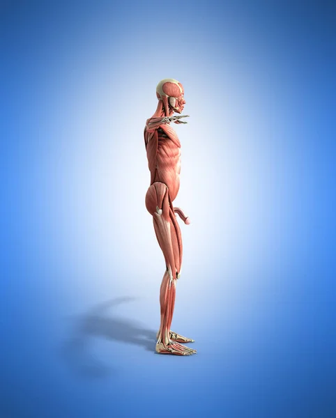 Anatomia muscolare umana rendering 3d su blu — Foto Stock